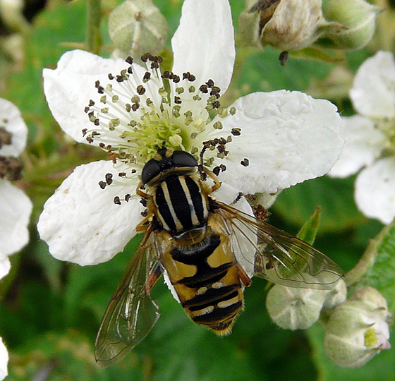 Hoverflies